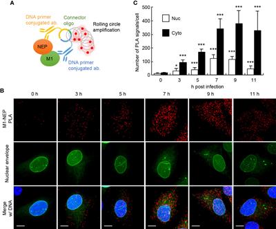 Intramolecular interaction of NEP regulated by CRM1 ensures the unidirectional transport of M1 for the nuclear export of influenza viral ribonucleoprotein